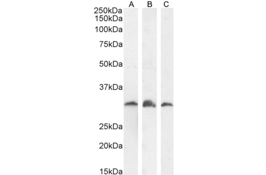 Western Blot - Anti-PSMF1 Antibody (A82685) - Antibodies.com