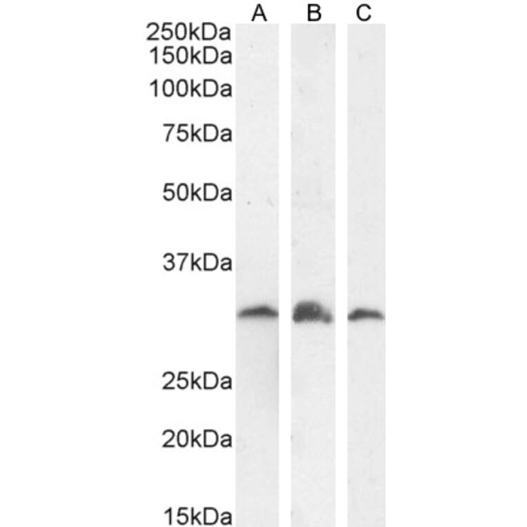 Western Blot - Anti-PSMF1 Antibody (A82685) - Antibodies.com