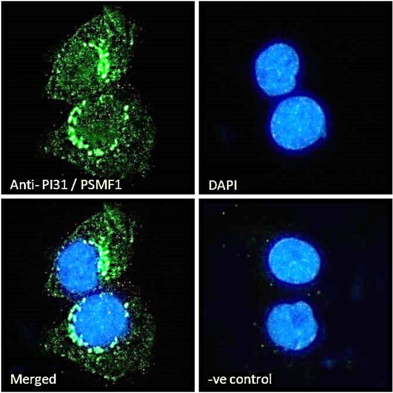 Immunofluorescence - Anti-PSMF1 Antibody (A82685) - Antibodies.com