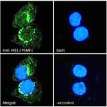 Immunofluorescence - Anti-PSMF1 Antibody (A82685) - Antibodies.com