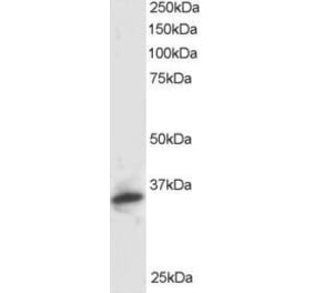 Western Blot - Anti-PSMF1 Antibody (A82685) - Antibodies.com