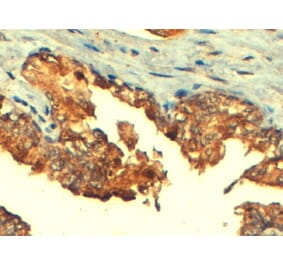 Immunohistochemistry - Anti-MRP4 Antibody (A82687) - Antibodies.com