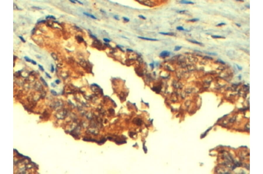 Immunohistochemistry - Anti-MRP4 Antibody (A82687) - Antibodies.com