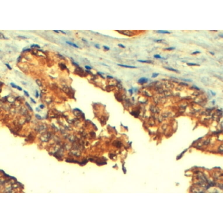 Immunohistochemistry - Anti-MRP4 Antibody (A82687) - Antibodies.com