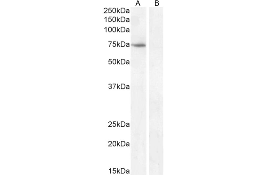 Western Blot - Anti-Fez1 Antibody (A82691) - Antibodies.com