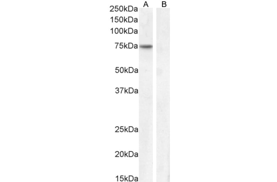 Western Blot - Anti-Fez1 Antibody (A82691) - Antibodies.com