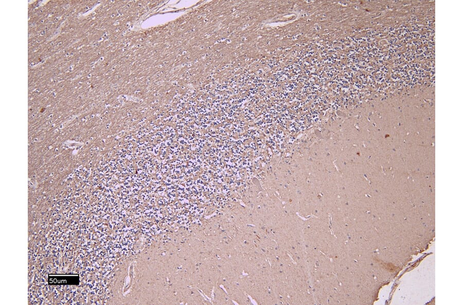 Immunohistochemistry - Anti-Fez1 Antibody (A82691) - Antibodies.com