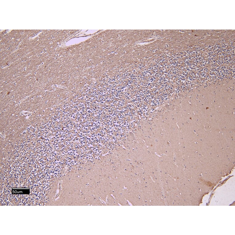Immunohistochemistry - Anti-Fez1 Antibody (A82691) - Antibodies.com