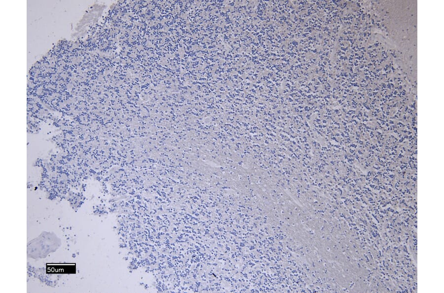 Immunohistochemistry - Anti-Fez1 Antibody (A82691) - Antibodies.com