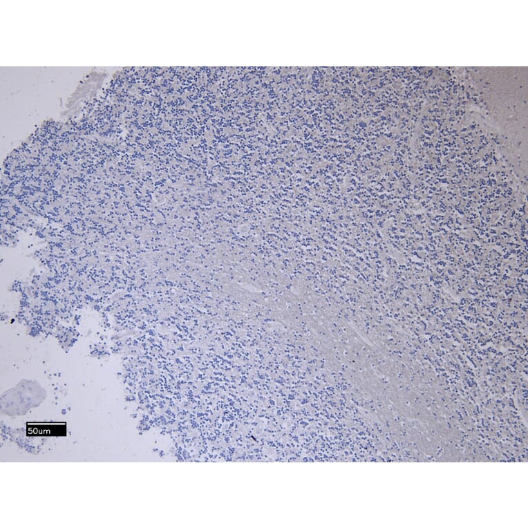 Immunohistochemistry - Anti-Fez1 Antibody (A82691) - Antibodies.com