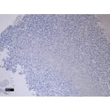 Immunohistochemistry - Anti-Fez1 Antibody (A82691) - Antibodies.com
