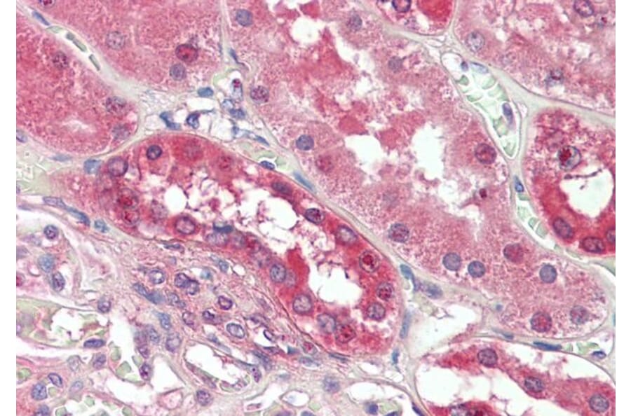 Immunohistochemistry - Anti-PDE1A Antibody (A82692) - Antibodies.com
