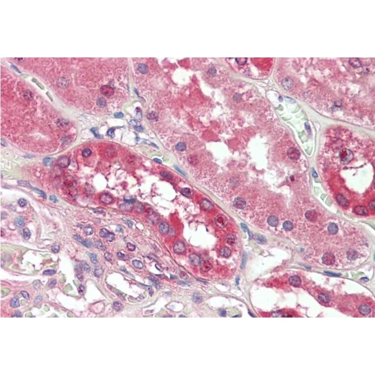 Immunohistochemistry - Anti-PDE1A Antibody (A82692) - Antibodies.com