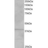 Western Blot - Anti-VPS26A Antibody (A82694) - Antibodies.com