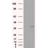 Western Blot - Anti-VPS26A Antibody (A82694) - Antibodies.com