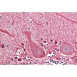 Immunohistochemistry - Anti-SEPT4 Antibody (A82695) - Antibodies.com