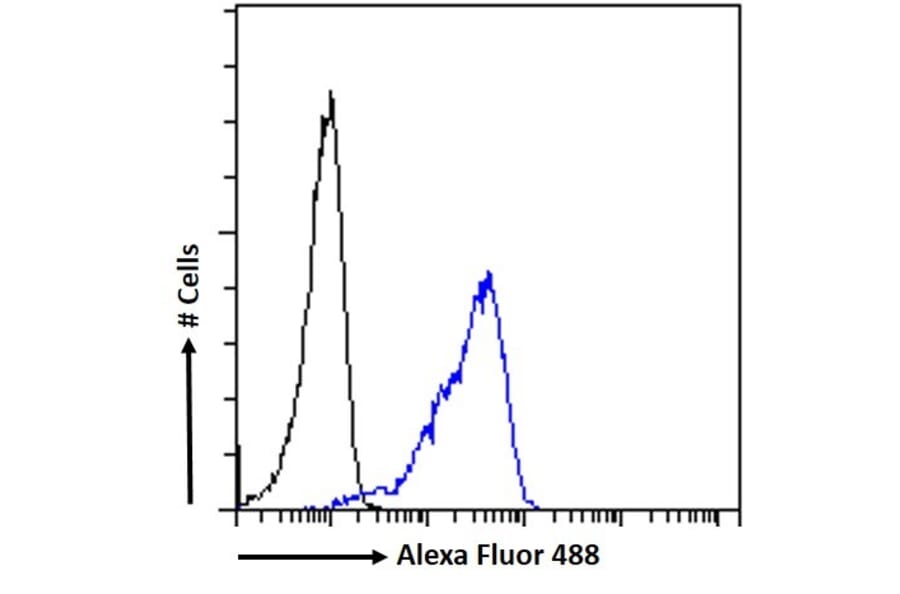 Flow Cytometry - Anti-SEPT4 Antibody (A82695) - Antibodies.com