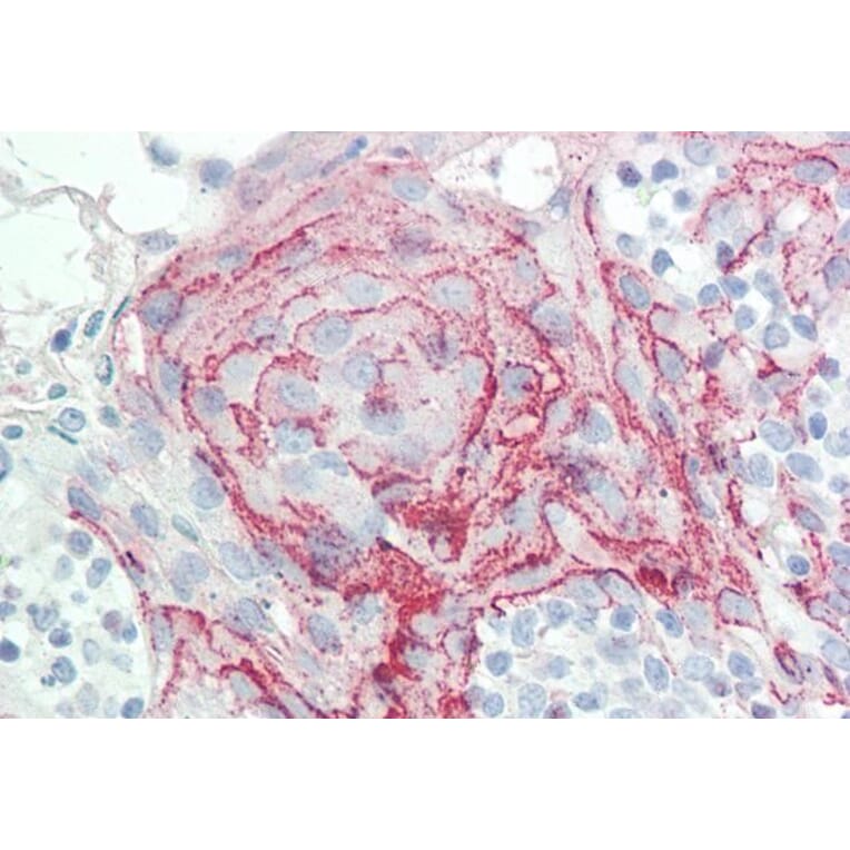 Immunohistochemistry - Anti-HoxC6 Antibody (A82696) - Antibodies.com