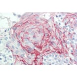 Immunohistochemistry - Anti-HoxC6 Antibody (A82696) - Antibodies.com