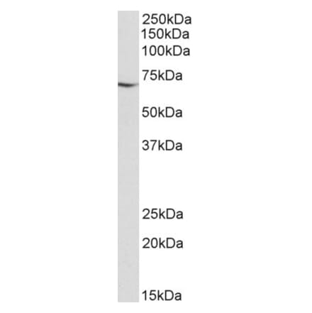 Western Blot - Anti-AIF Antibody (A82697) - Antibodies.com