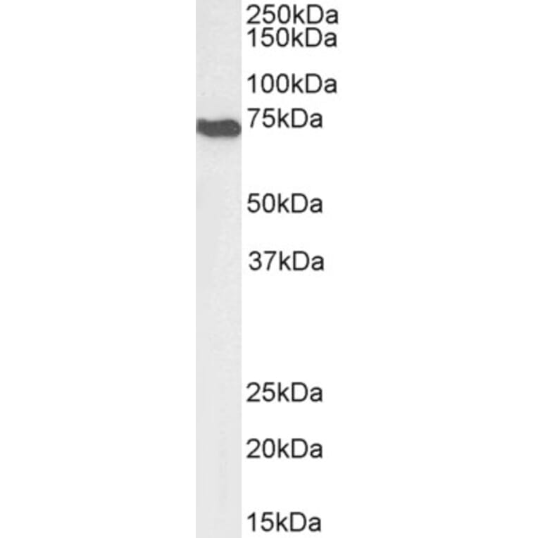 Western Blot - Anti-AIF Antibody (A82697) - Antibodies.com