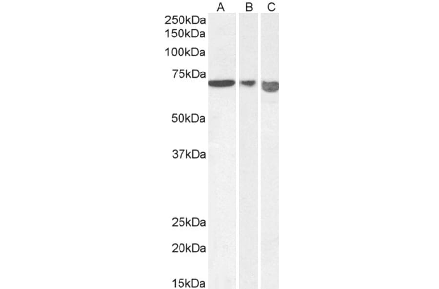 Western Blot - Anti-AIF Antibody (A82697) - Antibodies.com