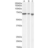 Western Blot - Anti-AIF Antibody (A82697) - Antibodies.com