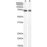 Western Blot - Anti-AIF Antibody (A82697) - Antibodies.com