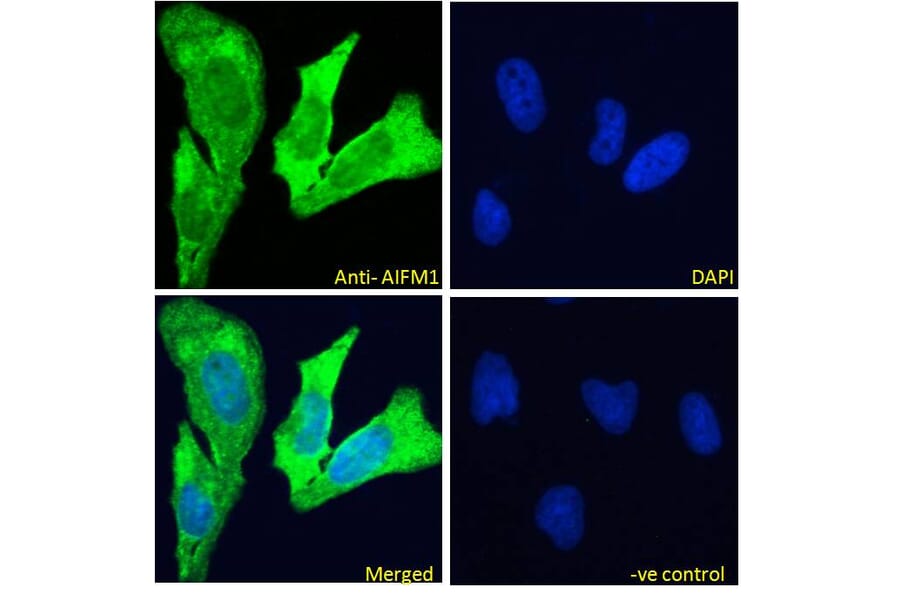 Immunofluorescence - Anti-AIF Antibody (A82697) - Antibodies.com