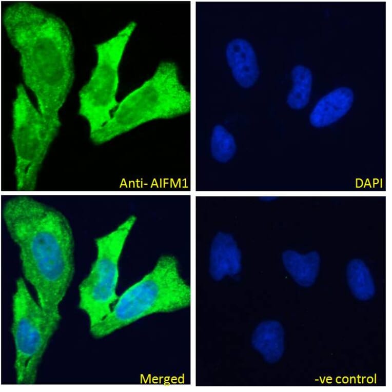 Immunofluorescence - Anti-AIF Antibody (A82697) - Antibodies.com