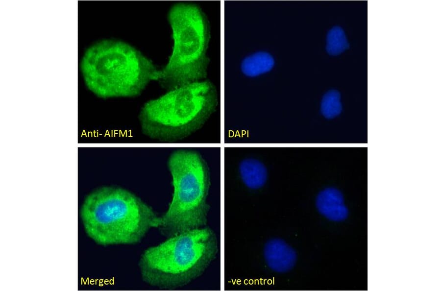 Immunofluorescence - Anti-AIF Antibody (A82697) - Antibodies.com