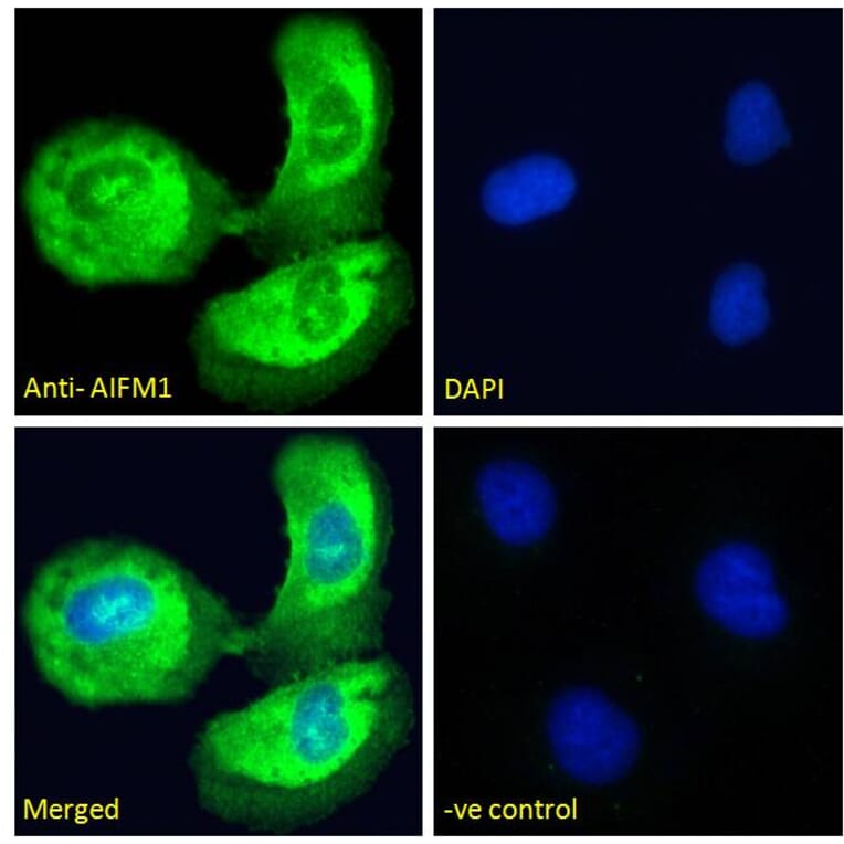 Immunofluorescence - Anti-AIF Antibody (A82697) - Antibodies.com