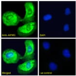 Immunofluorescence - Anti-AIF Antibody (A82697) - Antibodies.com