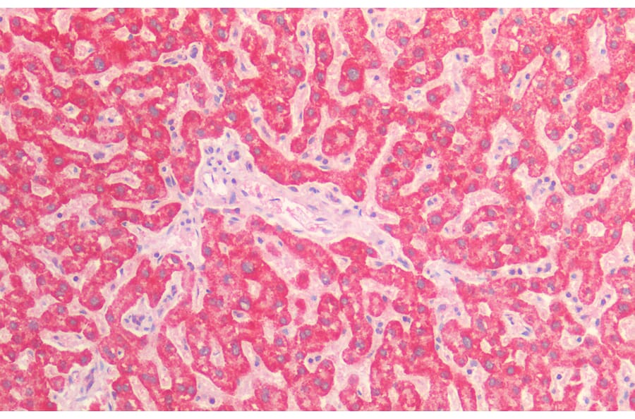 Immunohistochemistry - Anti-AIF Antibody (A82697) - Antibodies.com