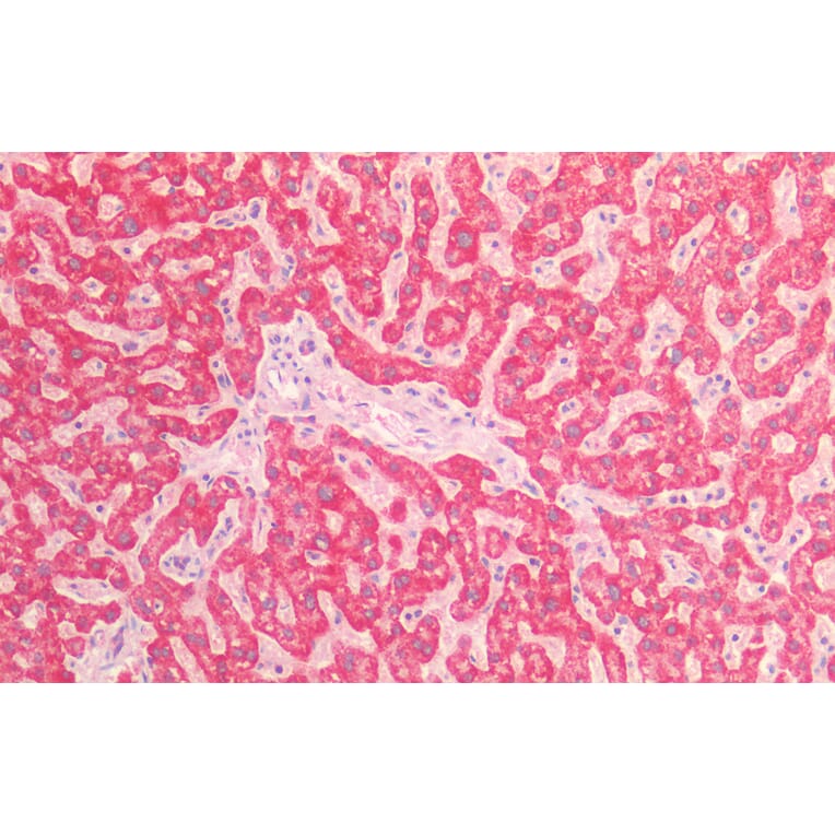 Immunohistochemistry - Anti-AIF Antibody (A82697) - Antibodies.com