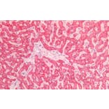 Immunohistochemistry - Anti-AIF Antibody (A82697) - Antibodies.com