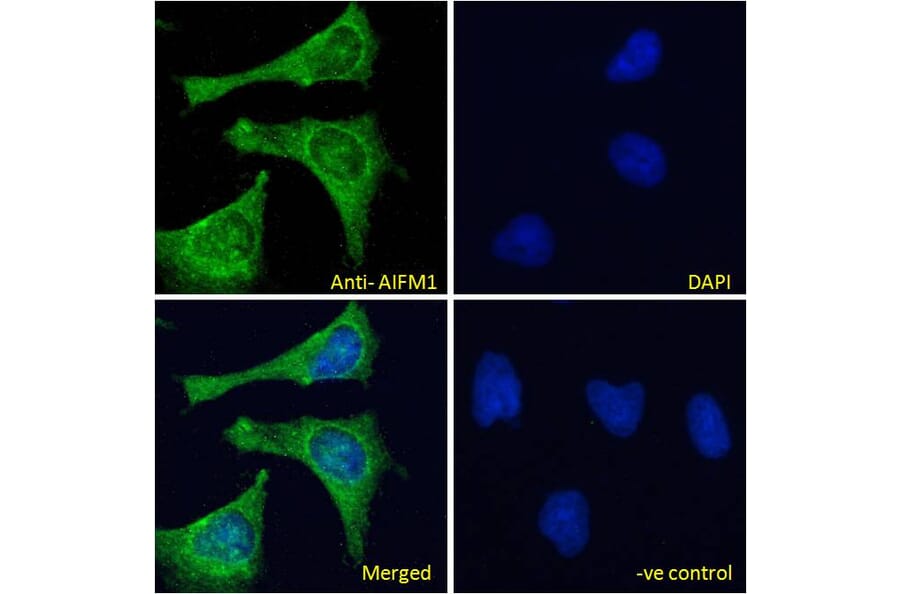 Immunofluorescence - Anti-AIF Antibody (A82698) - Antibodies.com