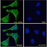 Immunofluorescence - Anti-AIF Antibody (A82698) - Antibodies.com