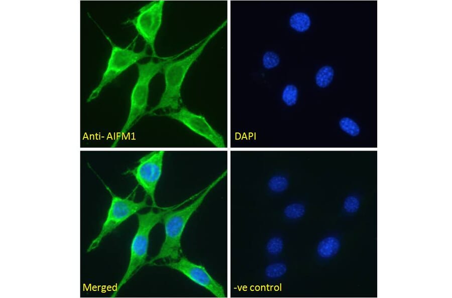 Immunofluorescence - Anti-AIF Antibody (A82698) - Antibodies.com