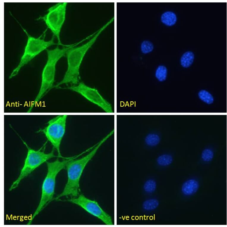 Immunofluorescence - Anti-AIF Antibody (A82698) - Antibodies.com