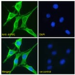 Immunofluorescence - Anti-AIF Antibody (A82698) - Antibodies.com