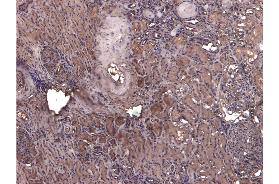 Immunohistochemistry - Anti-AIF Antibody (A82698) - Antibodies.com