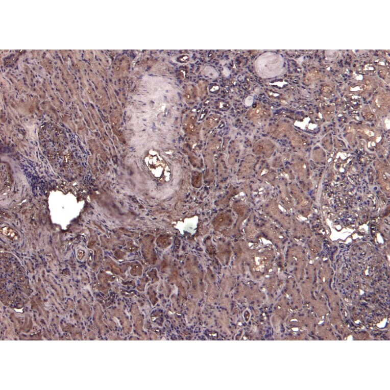 Immunohistochemistry - Anti-AIF Antibody (A82698) - Antibodies.com