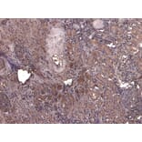 Immunohistochemistry - Anti-AIF Antibody (A82698) - Antibodies.com