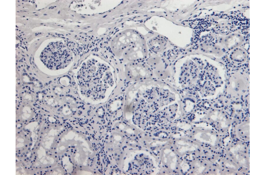 Immunohistochemistry - Anti-AIF Antibody (A82698) - Antibodies.com