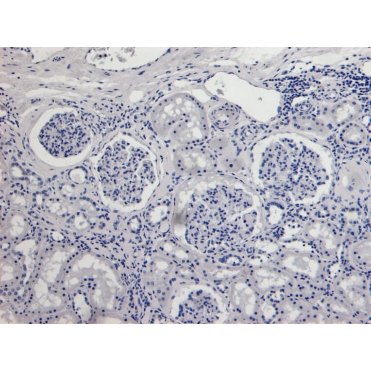 Immunohistochemistry - Anti-AIF Antibody (A82698) - Antibodies.com