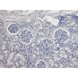 Immunohistochemistry - Anti-AIF Antibody (A82698) - Antibodies.com