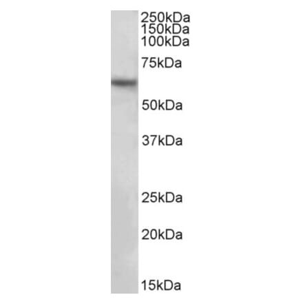 Western Blot - Anti-SLC1A3 Antibody (A82700) - Antibodies.com