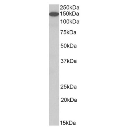 Western Blot - Anti-Contactin 1 Antibody (A82703) - Antibodies.com