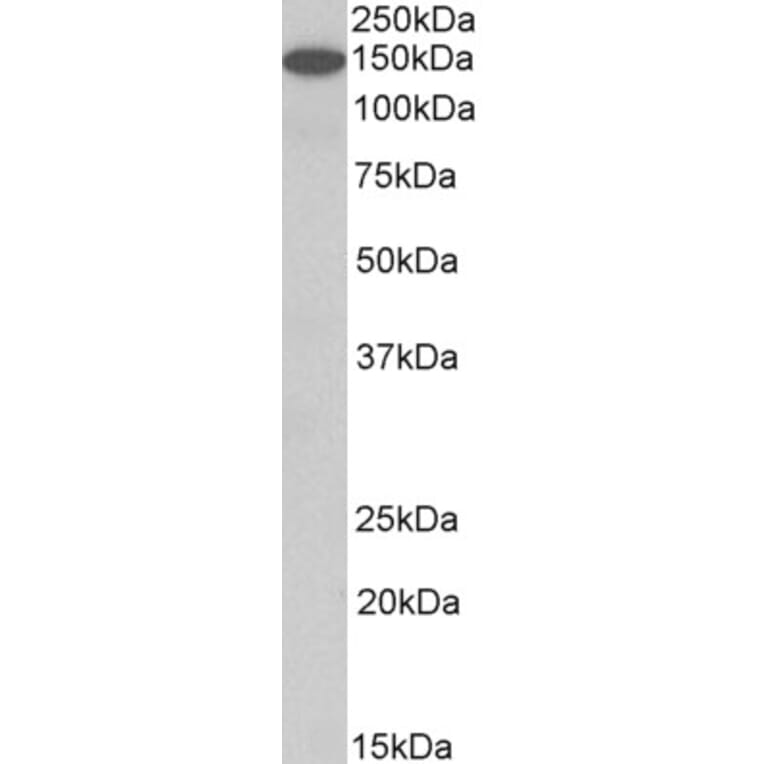 Western Blot - Anti-Contactin 1 Antibody (A82703) - Antibodies.com